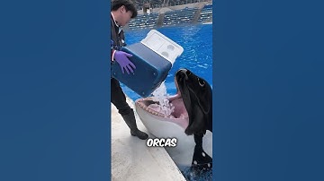 Orcas Eating Ice Explained #shorts #orca
