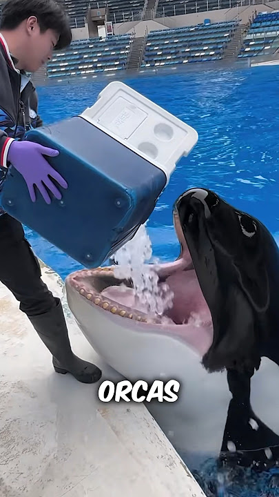 Orcas Eating Ice Explained #shorts #orca