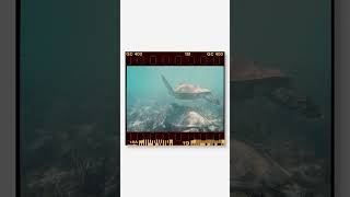 Turtle Shark Film Photography With A Nikonos V