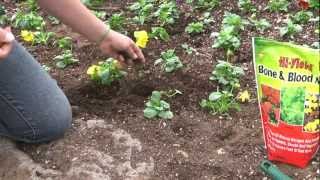Warner's Nursery Bulb Planting