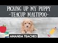 I Got a Puppy! Teacup Maltipoo Taking My Puppy Home from the Airport! Premier Pups Teacup Maltipoo