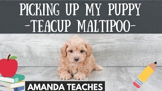 I Got a Puppy! Teacup Maltipoo Taking My Puppy Home from the Airport! Premier Pups Teacup Maltipoo