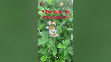 4 Tác Dụng Của Cây Hoa Xuyến Chi