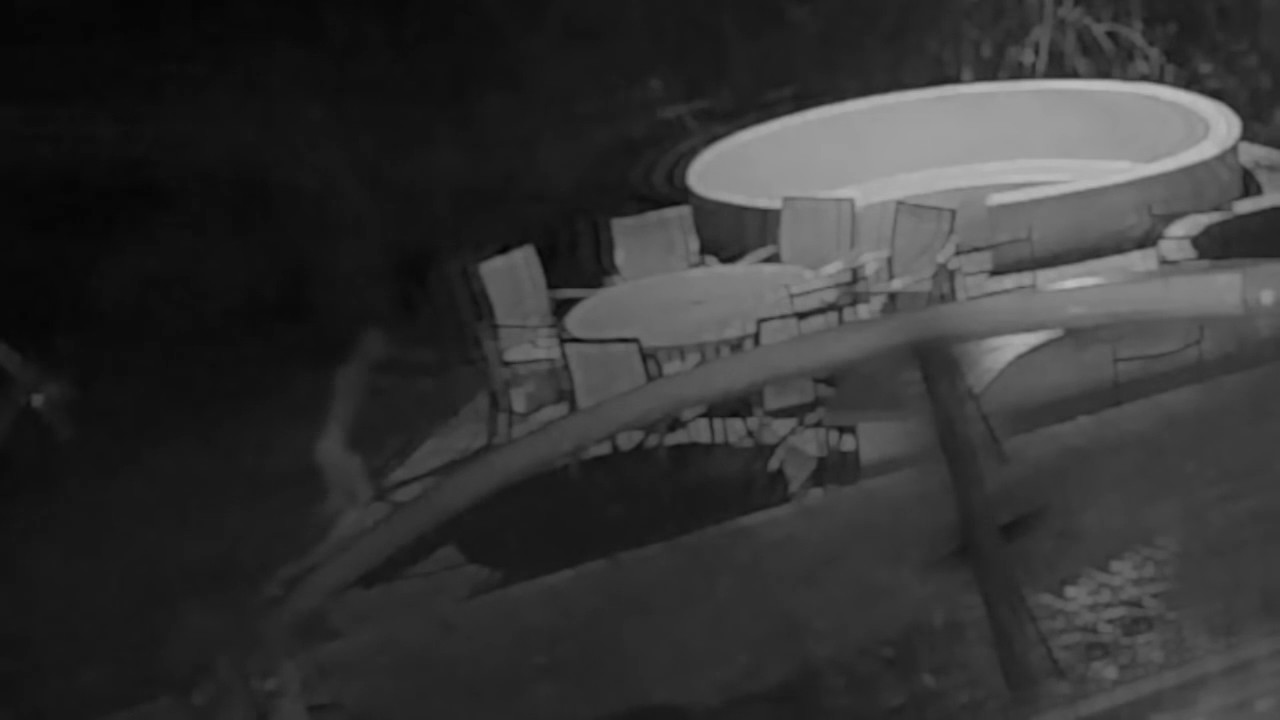 Esto era lo que rondaba por las Noches en el patio trasero de una Casa