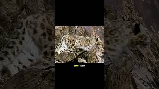 Resilient mountain goat escapes snow leopard, but gravity says no. #shorts #fyp #animals