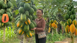 Harvesting Papaya Fruit Gardens To Sell At The Market Garden Cook