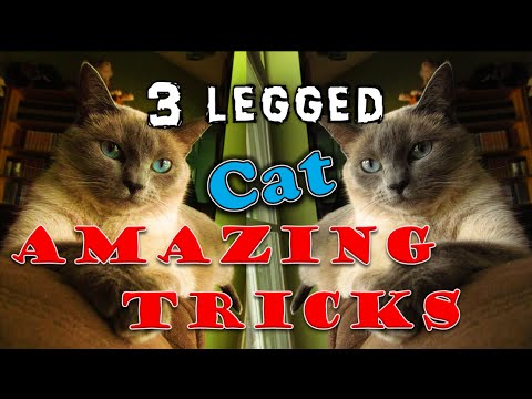 3 legged cat does tricks! Duchess, a 3 legged Wonder Cat LOTS of tricks