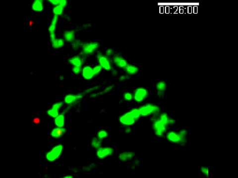 Movie 14: Magnified view of a portion of Movie 13