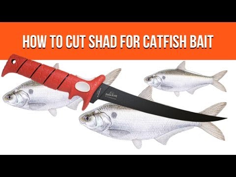 Cut Shad - How To Cut Shad For Catfish Bait 