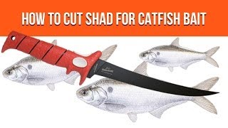 Cut Shad - How To Cut Shad For Catfish Bait