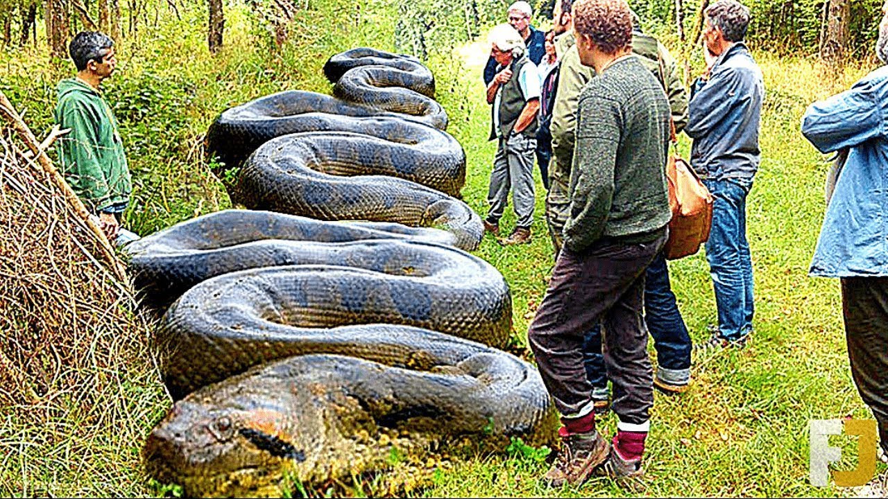 10 MAIORES ANIMAIS JÁ CAPTURADOS POR HUMANOS