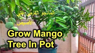 كيف تزرع مانجو شبه قزمى على الأصيص Semi Dwarf Mango flowering in container