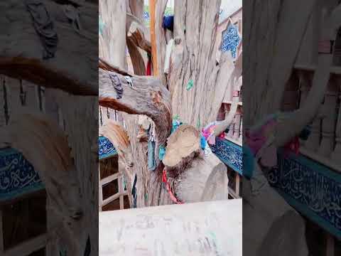 الشجرة الموجودة بجانب مرقد السيدة خولة بنت الامام الحسين عليهما السلام في مدينة بعلبك لبنان