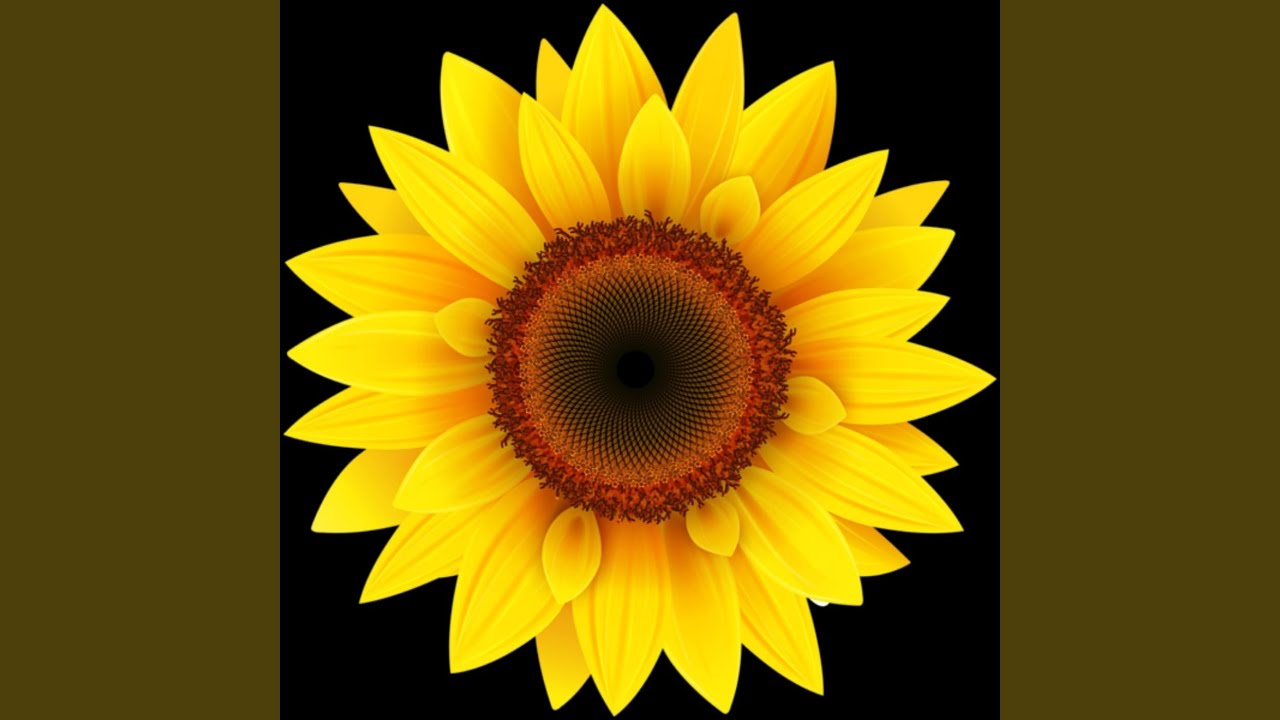 Girassol auf YouTube ansehen Girassol auf YouTube ansehen