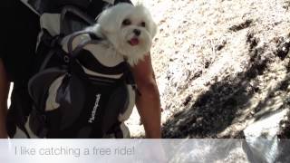 Obi the Maltese- Hiking In His Suede Boots! by Obi and Owen- Maltese 964 views 11 years ago 53 seconds