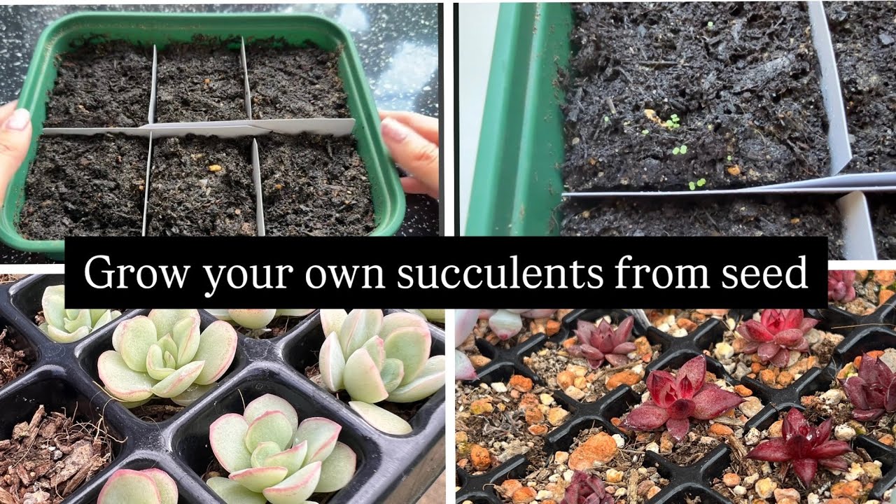 The Step-by-Step Process of Growing Succulents From Seed