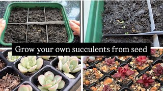 The Step-by-Step Process of Growing Succulents From Seed