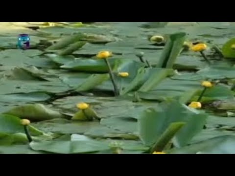 Кубышка (Жёлтая кувшинка)