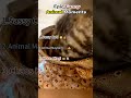 Ranking Funniest Drive-Thru Moments 🤣 #ranking #memes #funny #tiktok