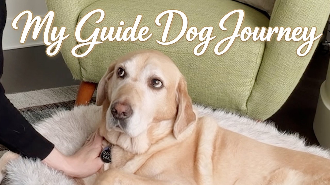 My Guide Dog Journey (Part 2) - PAUL CASTLE STUDIO