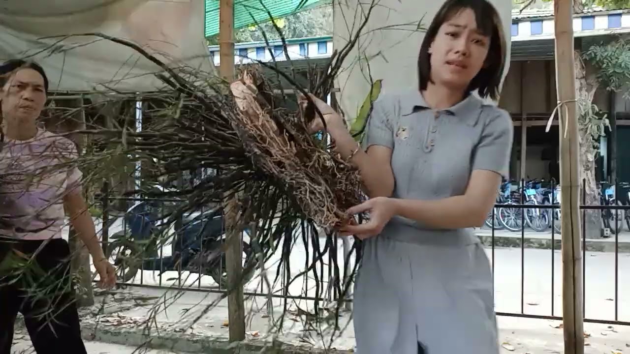 18/1 CÔ GIÁO VÙNG CAO BÁN LAN RỪNG GIÁ RẺ 0364773794 @phonglanrunghoabinh7367 