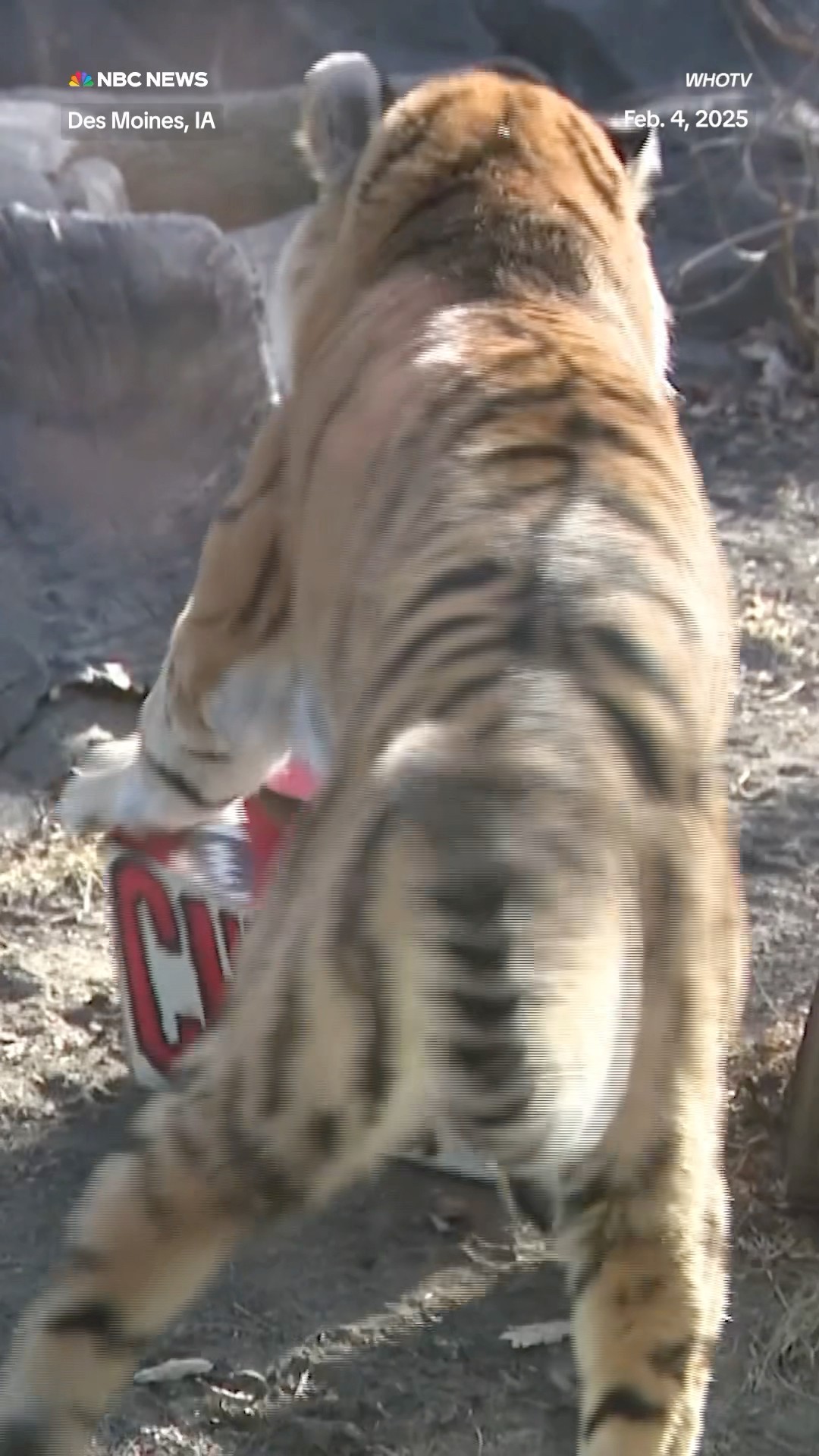 Blank Street Zoo tiger picks the Chiefs to win the Super Bowl.