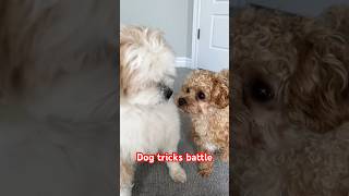 Dog Tricks Battle