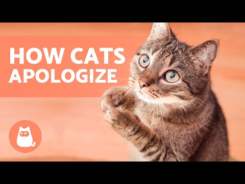 How Do CATS APOLOGIZE to HUMANS? 🐱🙏🏻 (7 Ways Cats Say Sorry)