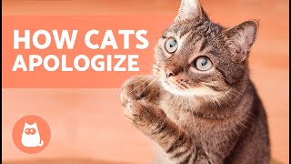 How Do CATS APOLOGIZE to HUMANS?  (7 Ways Cats Say Sorry)