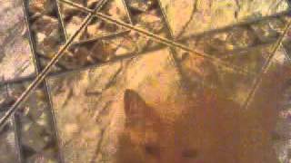 Veronica Em Açao .3Gp