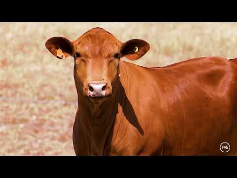 LOTE 67 - GRAMA 7187