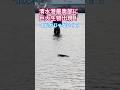 清水港最奥部折戸湾に出現した巨大生物を撮影!