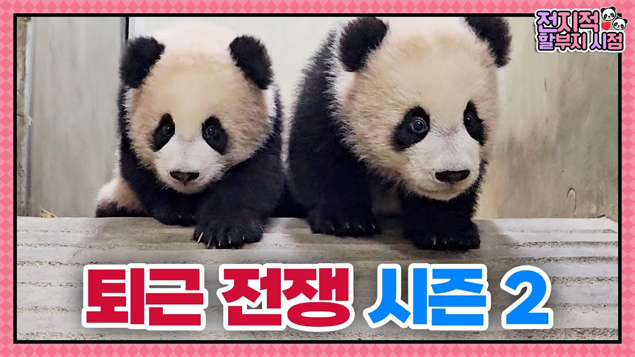 (SUB) Повседневная жизнь маленьких панд-близнецов, готовящихся к выходу на улицу🐼│Мир панд