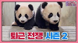 (SUB) Daily Life Of Twin Baby Pandas Preparing For Going Outside🐼│Panda World