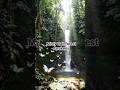 🌿 “Misty Rainforest Awakens | Toucans, Waterfalls & Butterflies” #rainforest#wildlife#naturelover