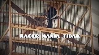 Story WA #Kacer mania