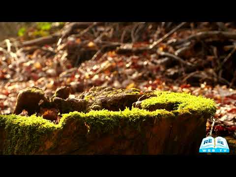 Il Buongiorno si vede dalla Bibbia 11 02 2026