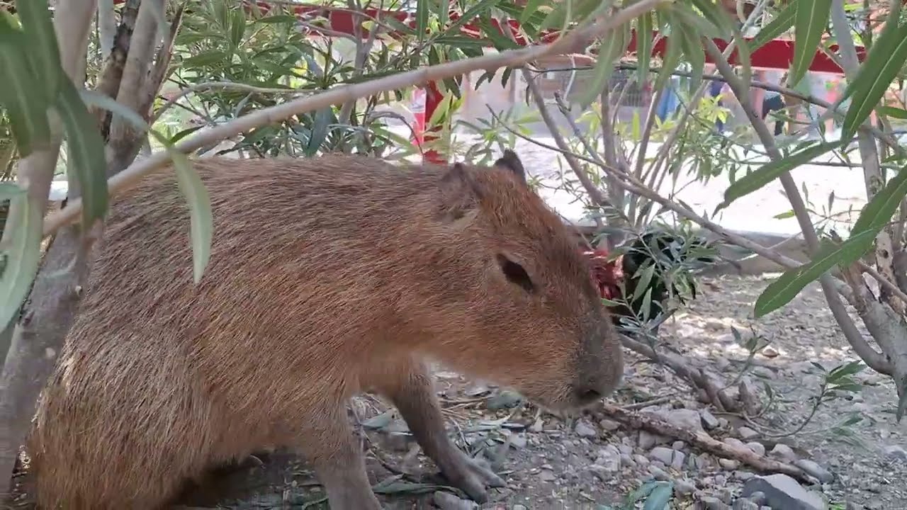Capibaras del Xenpal