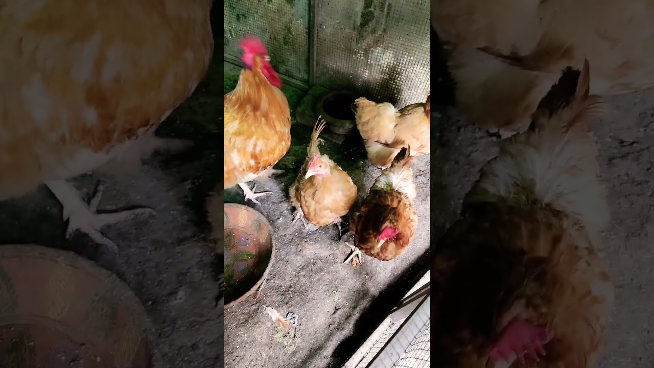 Rare Golden buff hen