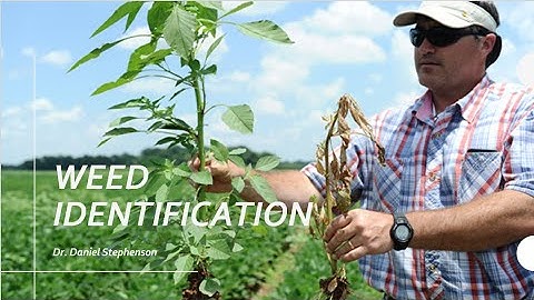 Weed Identification for Scout School 2020