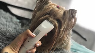 Стригу йорка налысо! Стоит ли растить шерсть и как? Стригу йорка налысо! Стоит ли растить шерсть и как?