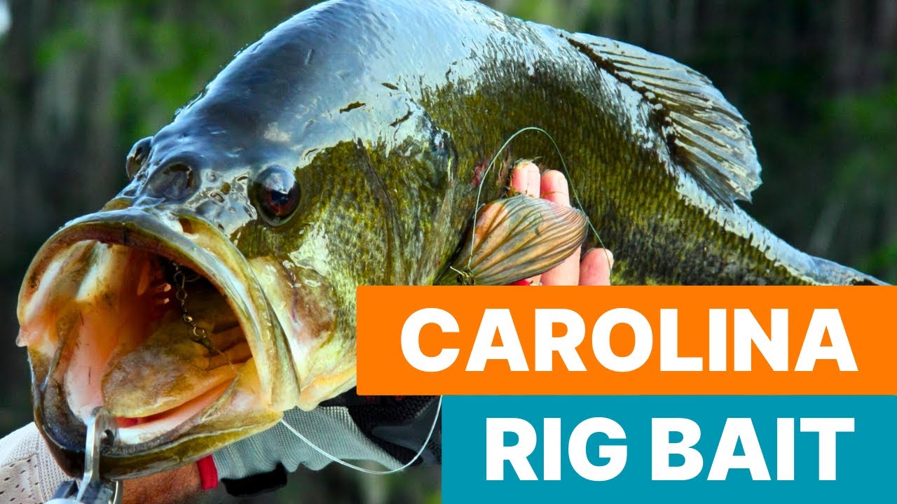 Carolina Rig Conquest: Unravel the Bass Fishing Magnet w/  @TylerReelFishing