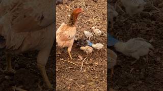 Family of chicken ❤️ #chicken #villagelife #chickenfarming #desi #desimurgi