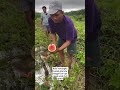 KALAU SEMANGKA KECIL KITA TINGGAL CARI GAK USAH BELI #jawa #petanisemangka #semangka#jawatimur #jawa