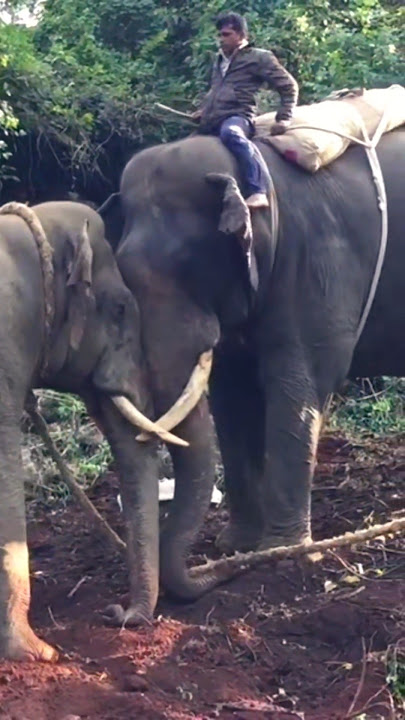 Abhimanyu wild elephant operation #shorts #viral #abhimanyu #arjuna  #kannadanews