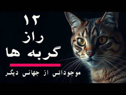 رازهای ناگفته ی زندگی گربه ها فرازمینی های کوچک