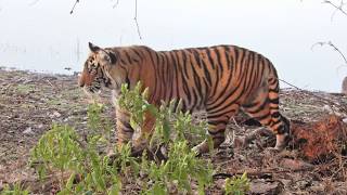 India 2020 Ranthambore Tiger Clips