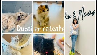 One day in Dubai | Dubai famous cat cafe| weekend fun in Dubai | Cat Cafe Vibrissae  Mirdif 35