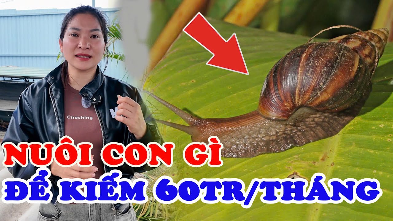 “Không cần vốn lớn, nuôi ốc sên vẫn kiếm đều 60 triệu/tháng”