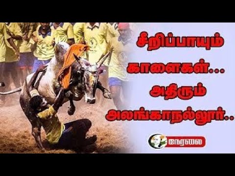 🔴LIVE : சீறிப்பாயும் காளைகள்... அதிரும் Alanganallur | Alanganallur Jallikattu | Sholavandan
